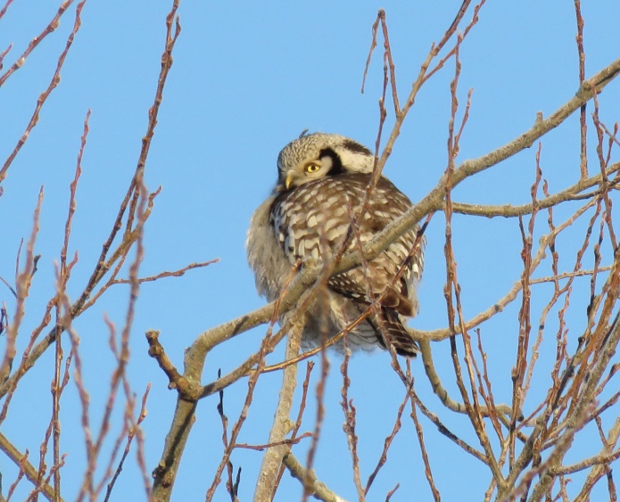 hawk-owl1-uppsala-16jan16