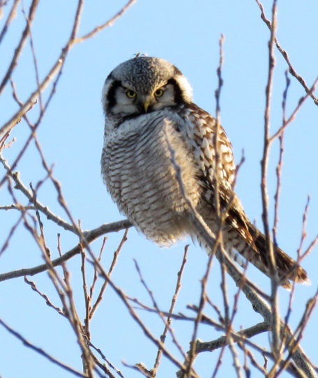 hawk-owl2-uppsala-16jan16