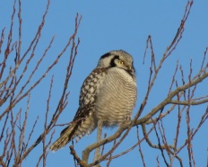 hawk-owl3-uppsala-16jan16