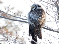 hawk-owl4-uppsala-16jan16