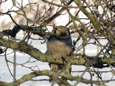 hawk-owl5-uppsala-16jan16