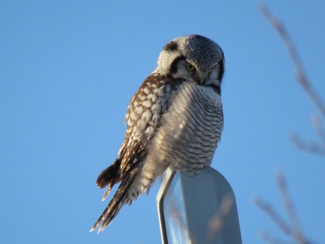 hawk-owl6-uppsala-16jan16