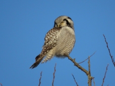 hawk-owl7-uppsala-16jan16