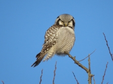 hawk-owl8-uppsala-16jan16